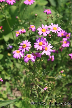 Senecio elegans