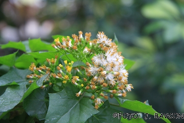 Senecio macroglossus