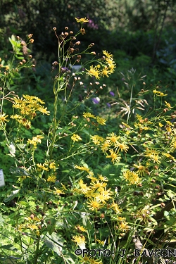 Senecio sylvaticus