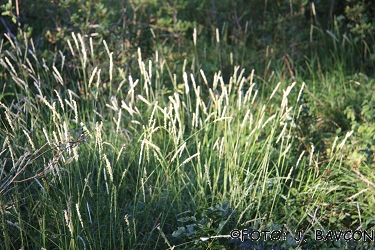 Sesleria autumnalis