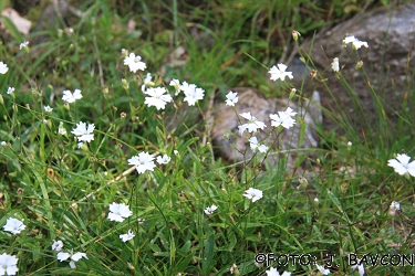 Silene alpestris