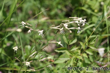 Silene noctiflora