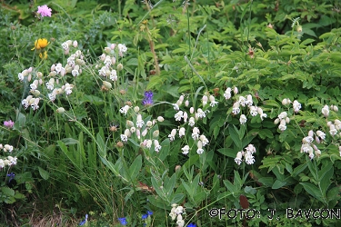 Silene vulgaris