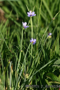 Sisyrinchium bermudiana