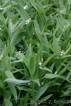 Smilacina stellata