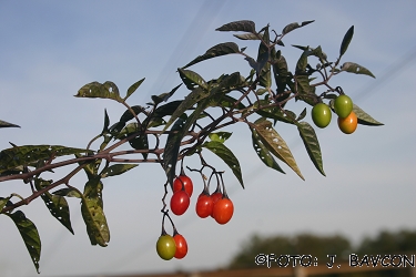 Solanum dulcamara