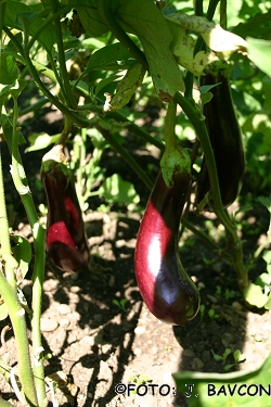 Solanum melongena