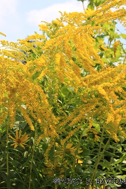 Solidago canadensis