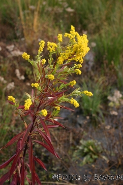 Solidago gigantea