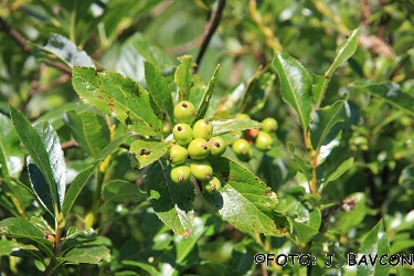 Sorbus chamaemespilus