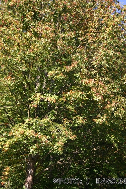 Sorbus torminalis