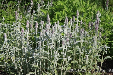 Stachys lanata