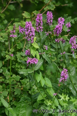 Stachys recta