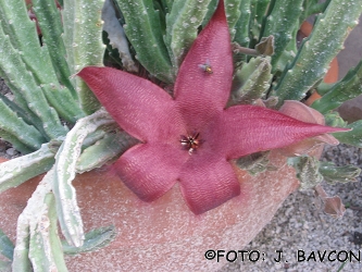 Stapelia gigantea