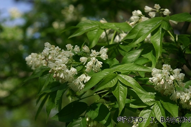 Staphylea pinnata