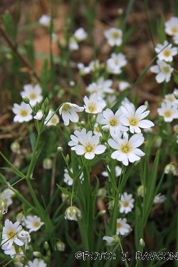 Stellaria holostea