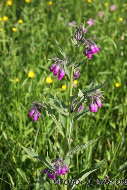 Symphytum officinale