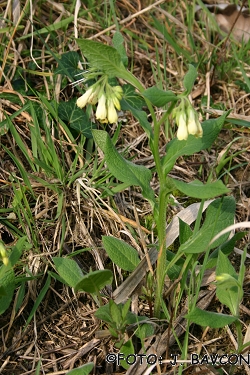 Symphytum tuberosum