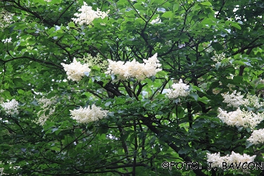 Syringa japonica