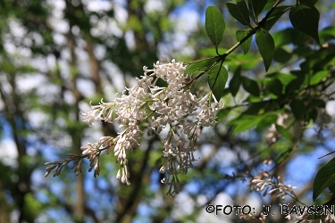 Syringa josikaea