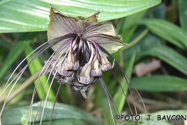 Tacca chantrieri