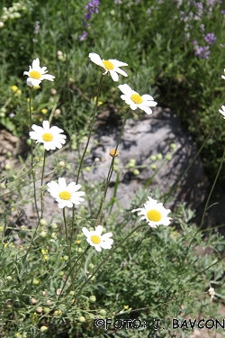 Tanacetum cinerariifolium