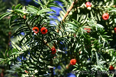 Taxus baccata