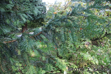 Taxus cuspidata