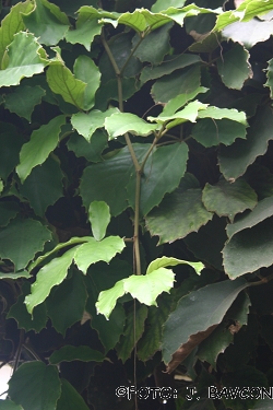 Tetrastigma voinierianum