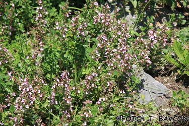 Teucrium chamaedrys