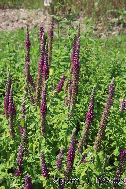 Teucrium hircanicum