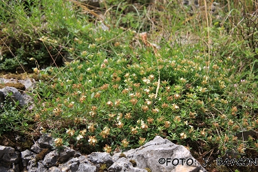 Teucrium montanum