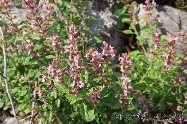 Teucrium scorodonia