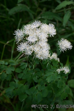 Thalictrum aquilegiifolium