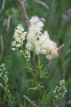 Thalictrum lucidum