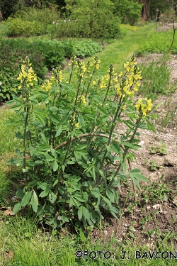 Thermopsis montana