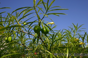 Thevetia peruviana