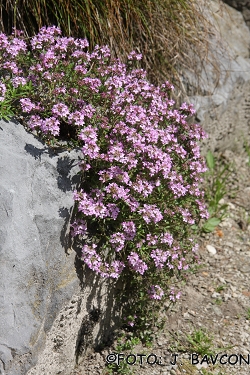 Thymus longicaulis