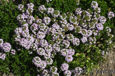 Thymus praecox