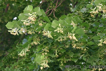 Tilia platyphyllos