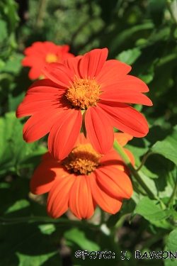 Tithonia rotundifolia