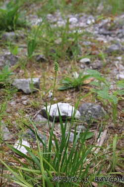 Tofieldia calyculata