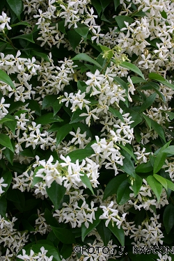 Trachelospermum jasminoides