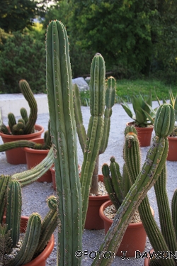 Trichocereus pachanoi