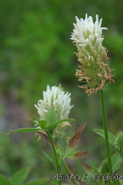 Trifolium pannonicum