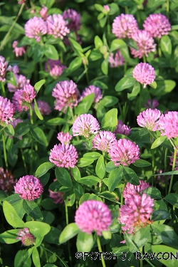 Trifolium pratense