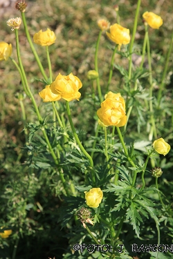 Trollius europaeus