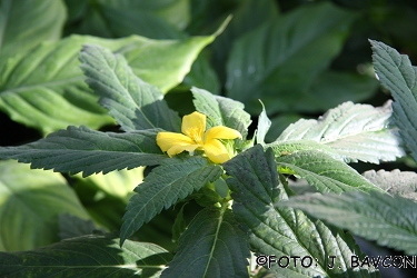 Turnera ulmifolia