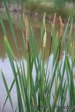 Typha latifolia