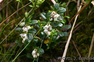 Vaccinium vitis-idaea